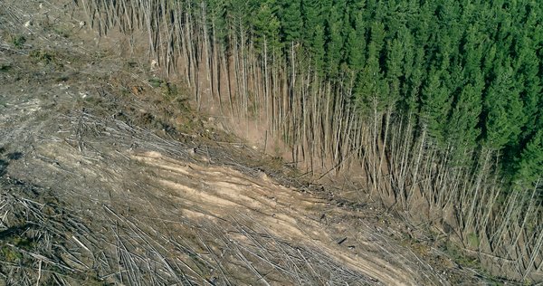 Image of deforestation