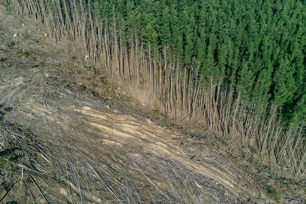Image of deforestation