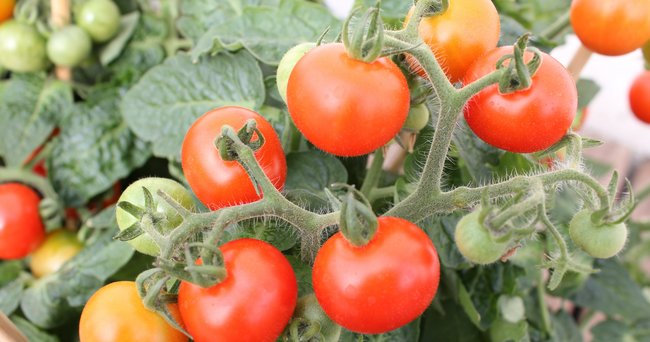 Image of tomato plant