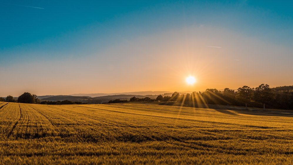 Field by Frederico Respini via Unsplash 